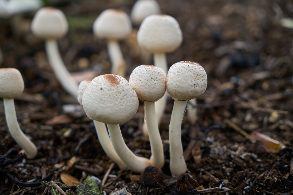 Mushroom Cultivation
