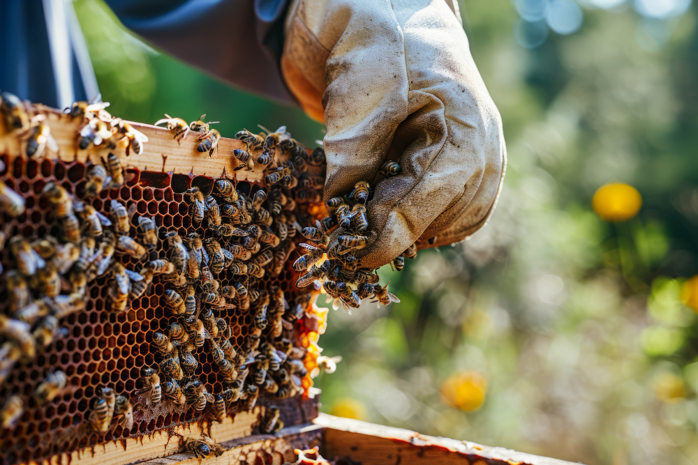 Beekeeping (Apiculture)